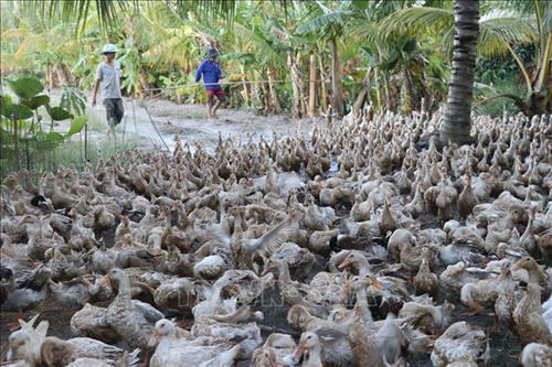 Đàn vịt đẻ của hộ anh Nguyễn Văn Thạch ở xã Tân Mỹ, huyện Thanh Bình, tỉnh Đồng Tháp. Ảnh: Nguyễn Văn Trí - TTXVN Đàn vịt đẻ của hộ anh Nguyễn Văn Thạch ở xã Tân Mỹ, huyện Thanh Bình, tỉnh Đồng Tháp. Ảnh: Nguyễn Văn Trí - TTXVN