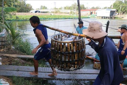 Thu hoạch cá tra ở huyện Tam Nông (Đồng Tháp). Ảnh: Nguyễn Văn Trí - TTXVN Thu hoạch cá tra ở huyện Tam Nông (Đồng Tháp). Ảnh: Nguyễn Văn Trí - TTXVN