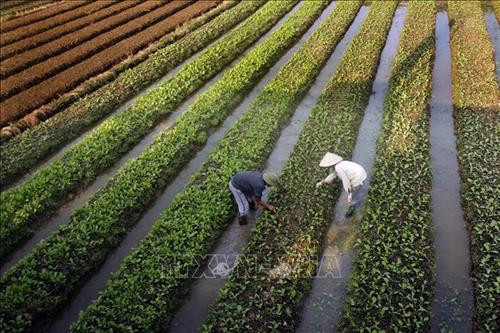 HTX rau an toàn Vân Hội Xanh, xã Vân Hội, huyện Tam Dương chuyên sản xuất rau, củ, quả theo tiêu chuẩn VietGAP, bình quân mỗi ngày cung ứng ra thị trường khoảng 3 tấn rau, củ, quả các loại; tổng doanh thu ước đạt 6 tỷ đồng mỗi năm; trong đó doanh thu từ sản xuất rau khoảng 3,6 tỷ đồng. Ảnh: Quang Quyết-TTXVN HTX rau an toàn Vân Hội Xanh, xã Vân Hội, huyện Tam Dương chuyên sản xuất rau, củ, quả theo tiêu chuẩn VietGAP, bình quân mỗi ngày cung ứng ra thị trường khoảng 3 tấn rau, củ, quả các loại; tổng doanh thu ước đạt 6 tỷ đồng mỗi năm; trong đó doanh thu từ sản xuất rau khoảng 3,6 tỷ đồng. Ảnh: Quang Quyết-TTXVN