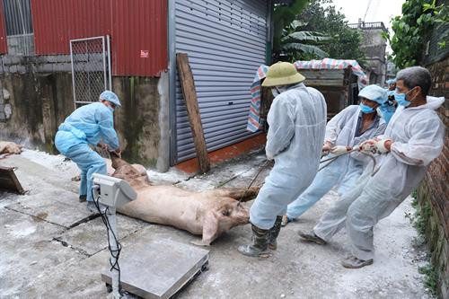 Phó Bí thư Thường trực Thành ủy Hà Nội Ngô Thị Thanh Hằng về xã Tự Nhiên, huyện Thường Tín kiểm tra việc thực hiện quy trình tiêu hủy và hỗ trợ người dân bị ảnh hưởng bởi dịch tả lợn châu Phi. Theo báo cáo của Sở Nông nghiệp và Phát triển nông thôn Hà Nội, thành phố Hà Nội hiện có tổng số lợn đứng thứ hai cả nước với gần 2 triệu con, trong đó có trên 280 công ty, xí nghiệp, hợp tác xã, trung tâm, doanh nghiệp chăn nuôi lợn; có gần 1.000 cơ sở giết mổ, trong đó có 7 cơ sở công nghiệp, 44 cơ sở bán công nghiệp. Tính từ thời điểm phát hiện ổ dịch đầu tiên tại phường Ngọc Thụy, quận Long Biên vào ngày 24/02/2019, đến nay, dịch tả lợn châu Phi đã xảy ra tại 15.077 hộ chăn nuôi (chiếm 18,69% tổng số hộ, cơ sở chăn nuôi), trên địa bàn 24 quận, huyện, thị xã của thành phố Hà Nội, làm mắc bệnh và tiêu hủy 239.745 con lợn, tổng trọng lượng trên 16.658 tấn. Cán bộ thú y và các lực lượng chống dịch tả lợn châu Phi hỗ trợ gia đình chị Nguyễn Thị Lương ở đội 2, xã Tự Nhiên, huyện Thường Tín tiêu hủy lợn chết. Ủy ban Nhân dân xã Tự Nhiên, huyện Thường Tín phải huy động máy xúc để vận chuyển và đào hố chôn lợn. Phun thuốc phòng, chống dịch tả lợn châu Phi trước khi vận chuyển đi tiêu hủy. Để ngăn chặn dịch, ngành thú y đề nghị các cá nhân, tổ chức chăn nuôi lợn cần thực hiện nguyên tắc 5 không: không giấu dịch; không mua bán, vận chuyển lợn bệnh, lợn chết; không giết mổ, tiêu thụ lợn bệnh, lợn chết; không vứt lợn chết ra môi trường; không để lợn sử dụng thức ăn dư thừa chưa qua nấu chín.