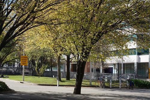 Canberra mùa Thu ảnh 8 Canberra mùa Thu ảnh 8