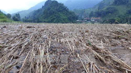 Lúa bị vùi lấp sau lũ. Ảnh: Nguyễn Chiến – TTXVN Lúa bị vùi lấp sau lũ. Ảnh: Nguyễn Chiến – TTXVN