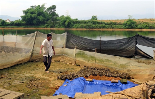 Ông Nguyễn Văn Lập chăm sóc đàn vịt con