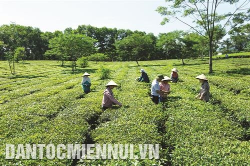 Chương trình 02-CTr/TU của Thành ủy Hà Nội đã góp phần nâng cao đời sống người trồng chè ở xã Hòa Thạch, huyện Quốc Oai. Ảnh: Quỳnh Ngân