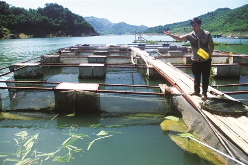 Anh Xa Văn Huy đầu tư lồng lưới để hạn chế thất thoát cá nuôi