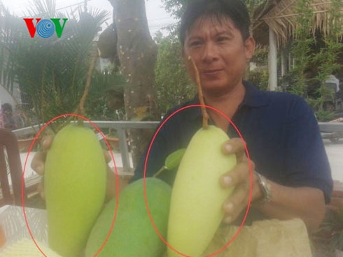 So sánh 1 quả xoài( giữa) không có bọc túi "lạ" và 2 quả xoài đã được bọc túi "lạ".