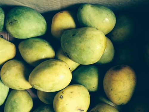 Xoài Yên Châu ảnh 2 Xoài Yên Châu ảnh 2
