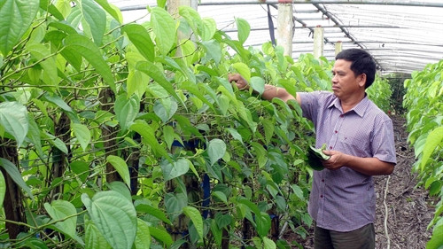 Nguyễn Hồng Thái thu hoạch lá trầu không để xuất khẩu sang Đài Loan. Nguyễn Hồng Thái thu hoạch lá trầu không để xuất khẩu sang Đài Loan.