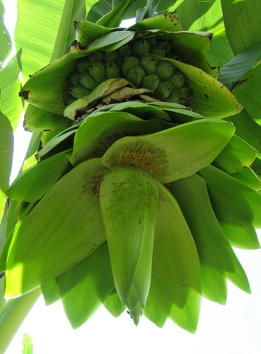 Chuối “cô đơn” ở Vườn quốc gia Phước Bình. Chuối “cô đơn” ở Vườn quốc gia Phước Bình.