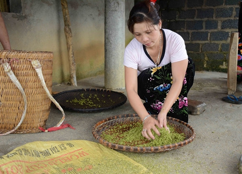 Người dân ở xã Tú Lệ huyện Văn Chấn, Yên Bái sản xuất cốm. Người dân ở xã Tú Lệ huyện Văn Chấn, Yên Bái sản xuất cốm.