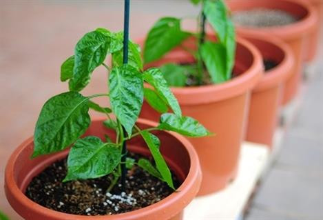 Cây đạt độ cao khoản 15 cm thì tiến hành chuyển chậu Cây đạt độ cao khoản 15 cm thì tiến hành chuyển chậu