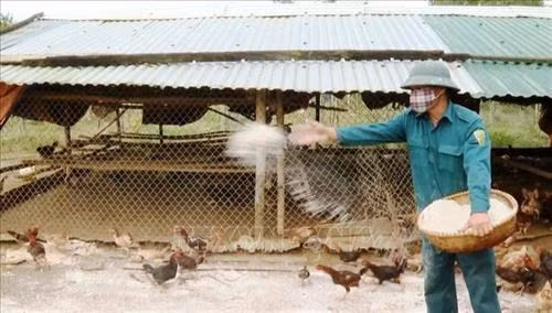 Các hộ chăn nuôi gia cầm tại tỉnh Quảng Bình tích cực triển khai rắc vôi bột khử khuẩn chuồng nuôi. Ảnh: Võ Dung -TTXVN