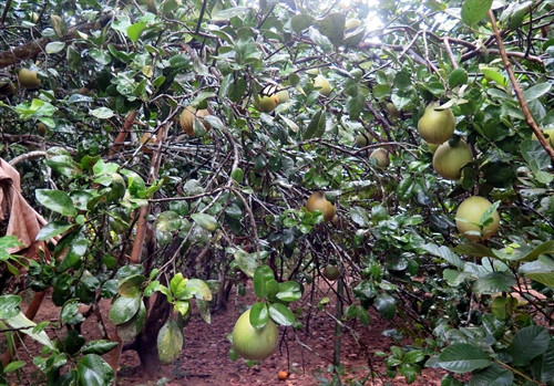 Vườn bưởi trụ lông Đại Bình ở xã Quế Trung.