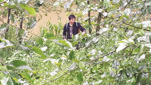 Để đảm bảo đủ nguyên liệu sản xuất, anh Má A Nủ đã trồng gần 20 ha dược liệu