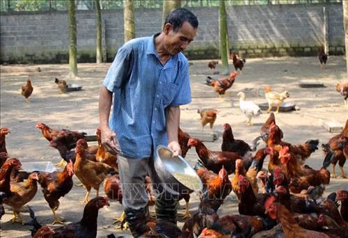 Mô hình trang trại chăn nuôi gà sạch kết hợp trồng rừng của gia đình ông Lê Đình Tái, thôn Thanh Xuân, xã Hóa Quỳ cho thu nhập khoảng 140 triệu/năm. Ảnh:Nguyễn Nam – TTXVN