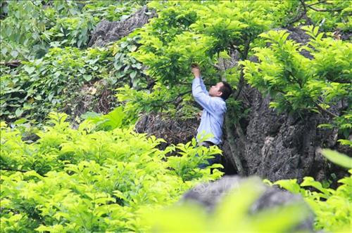 Na Chi Lăng được trồng chủ yếu trên vùng núi đá. Ảnh: Quang Duy – TTXVN Na Chi Lăng được trồng chủ yếu trên vùng núi đá. Ảnh: Quang Duy – TTXVN