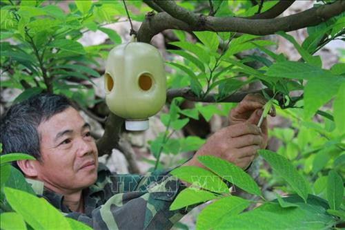 Nông dân huyện Chi Lăng phụ phấn bằng tay cho cây na để có chất lượng quả tốt. Ảnh: Quang Duy - TTXVN Nông dân huyện Chi Lăng phụ phấn bằng tay cho cây na để có chất lượng quả tốt. Ảnh: Quang Duy - TTXVN