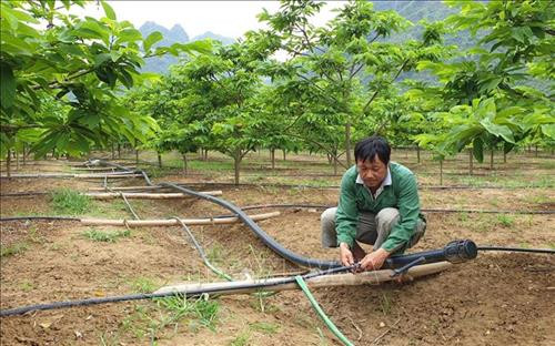 Đường tưới tiêu nước cho cây na được nông dân đầu tư bài bản. Ảnh: Quang Duy – TTXVN Đường tưới tiêu nước cho cây na được nông dân đầu tư bài bản. Ảnh: Quang Duy – TTXVN