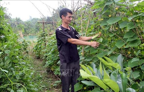 Mô hình trồng mướp, dưa, rau sạch của anh Trịnh Đức Chính, tiểu khu 4, thị trấn Thường Xuân thực hiện để cung cấp thực phẩm sạch ra thị trường. Ảnh: Nguyễn Nam-TTXVN