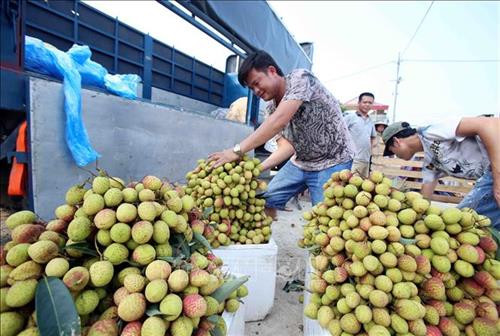Vải lai chín sớm của Huyện Phù Cừ được thương lái các tỉnh, thành phố trong nước đến tận nơi thu mua. Ảnh: Phạm Kiên - TTXVN Vải lai chín sớm của Huyện Phù Cừ được thương lái các tỉnh, thành phố trong nước đến tận nơi thu mua. Ảnh: Phạm Kiên - TTXVN