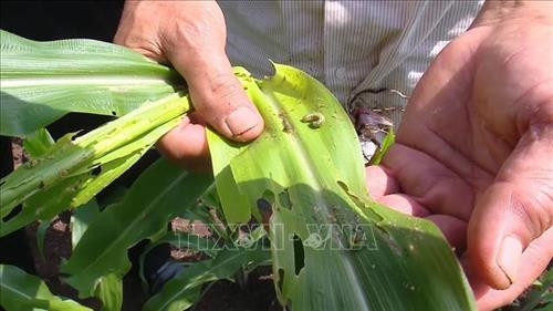"Sâu keo mùa thu" phá hại ngô ở Sơn La. Ảnh: Nguyễn Cường - TTXVN "Sâu keo mùa thu" phá hại ngô ở Sơn La. Ảnh: Nguyễn Cường - TTXVN