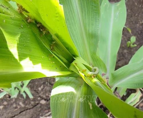 "Sâu keo mùa thu" phá hại ngô ở Sơn La. Ảnh: Nguyễn Cường - TTXVN "Sâu keo mùa thu" phá hại ngô ở Sơn La. Ảnh: Nguyễn Cường - TTXVN