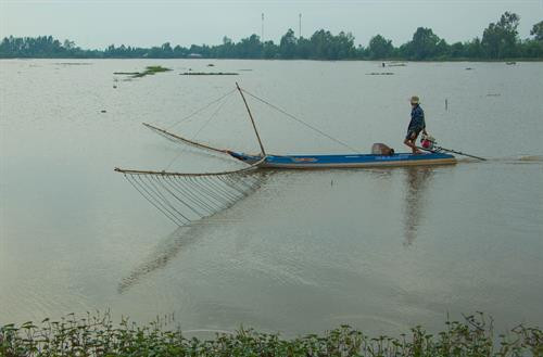 Đẩy côn bắt cá trên cánh đồng mùa nước nổi. Ảnh: Duy Khương - TTXVN