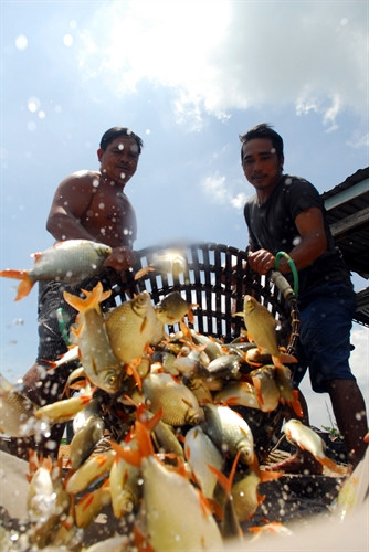 Niềm vui của ngư dân khi thu hoạch cá Niềm vui của ngư dân khi thu hoạch cá