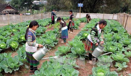 Các em học sinh trường Phổ thông dân tộc nội trú THCS Văn Chấn chăm sóc rau sau giờ học