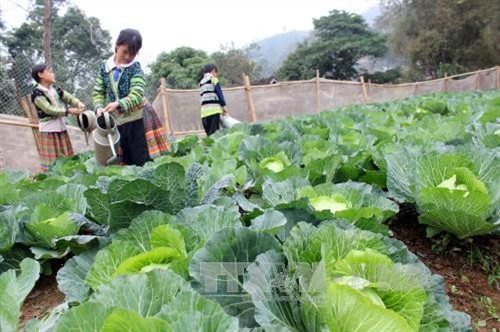 Các em học sinh trường Phổ thông dân tộc nội trú THCS Văn Chấn chăm sóc rau sau giờ học