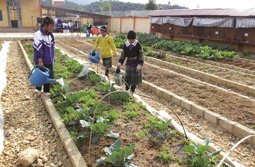 Học sinh được hướng dẫn trồng rau, nuôi gà… để cải thiện bữa ăn và rèn luyện kỹ năng sống Học sinh được hướng dẫn trồng rau, nuôi gà… để cải thiện bữa ăn và rèn luyện kỹ năng sống
