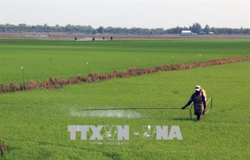 Nông dân xã Bình Giang, huyện Hòn Đất (Kiên Giang) chăm sóc lúa Hè Thu sớm. Ảnh: Lê Huy Hải - TTXVN