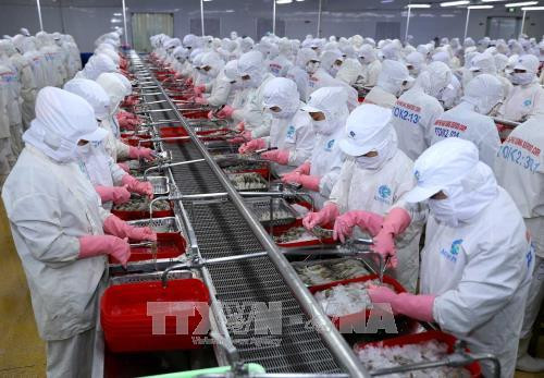 Dây chuyền chế biến tôm xuất khẩu tại nhà máy của Công ty Cổ phần thủy sản Hậu Giang (thuộc Công ty Cổ phần Tập đoàn thủy sản Minh Phú), tại KCN Nam sông Hậu, thành phố Cần Thơ. Ảnh: Vũ Sinh – TTXVN Dây chuyền chế biến tôm xuất khẩu tại nhà máy của Công ty Cổ phần thủy sản Hậu Giang (thuộc Công ty Cổ phần Tập đoàn thủy sản Minh Phú), tại KCN Nam sông Hậu, thành phố Cần Thơ. Ảnh: Vũ Sinh – TTXVN