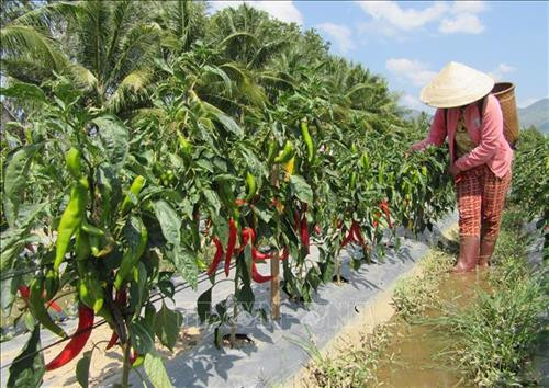 Giống ớt Hàn Quốc sinh trưởng và phát triển tốt. Ảnh: Nguyễn Thành - TTXVN Giống ớt Hàn Quốc sinh trưởng và phát triển tốt. Ảnh: Nguyễn Thành - TTXVN