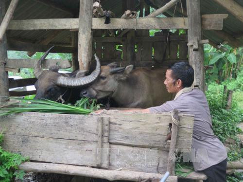 Nuôi nhốt chuồng đúng cách sẽ cho hiệu quả kinh tế cao. Ảnh: Quân Trang - TTXVN Nuôi nhốt chuồng đúng cách sẽ cho hiệu quả kinh tế cao. Ảnh: Quân Trang - TTXVN