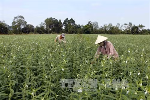 Mỗi héc-ta chuyển đổi sang trồng vừng, nông dân có lợi nhuận cao hơn trồng lúa khoảng 7,5 triệu đồng. Ảnh: Thanh Liêm - TTXVN