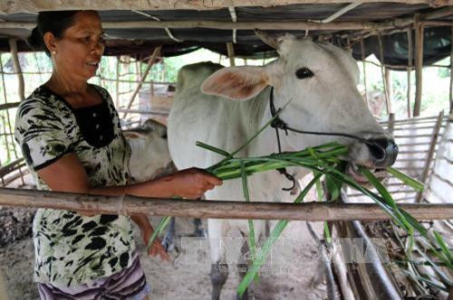 Bà Thị Hường ở ấp Tràm Trỗi, xã Vĩnh Điều, huyện Giang Thành vay vốn nuôi bò vỗ béo. Ảnh: Lê Huy Hải - TTXVN Bà Thị Hường ở ấp Tràm Trỗi, xã Vĩnh Điều, huyện Giang Thành vay vốn nuôi bò vỗ béo. Ảnh: Lê Huy Hải - TTXVN
