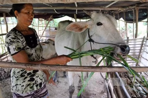 Bà Thị Hường ở ấp Tràm Trỗi, xã Vĩnh Điều, huyện Giang Thành vay vốn nuôi bò vỗ béo. Ảnh: Lê Huy Hải - TTXVN Bà Thị Hường ở ấp Tràm Trỗi, xã Vĩnh Điều, huyện Giang Thành vay vốn nuôi bò vỗ béo. Ảnh: Lê Huy Hải - TTXVN