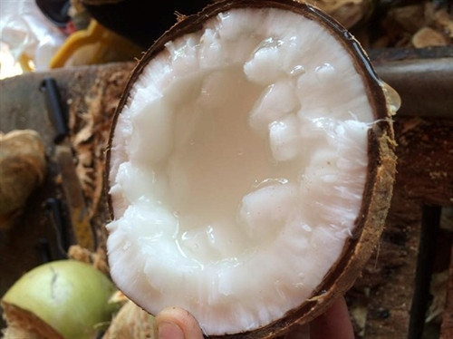 Đặc sản dừa sáp Trà Vinh ảnh 8 Đặc sản dừa sáp Trà Vinh ảnh 8