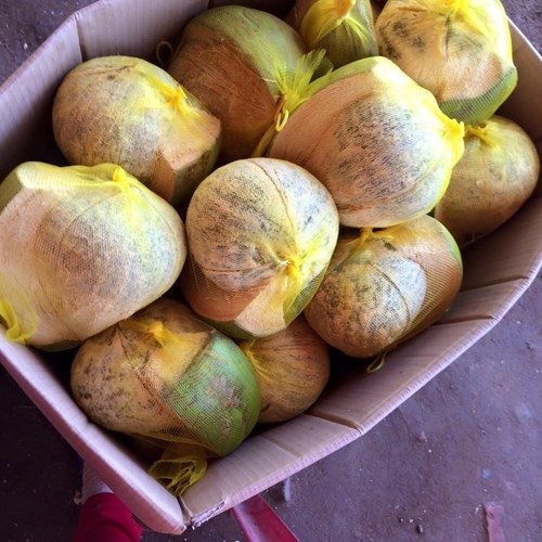 Đặc sản dừa sáp Trà Vinh ảnh 3 Đặc sản dừa sáp Trà Vinh ảnh 3