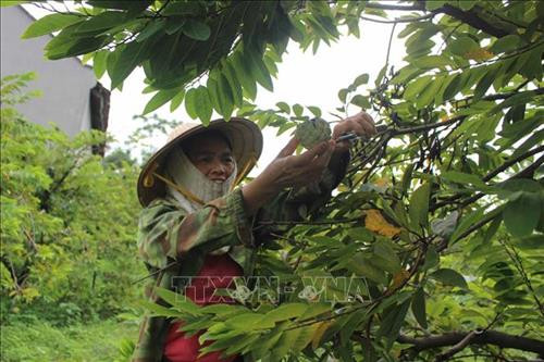 Gia đình bà Nguyễn Thị Thơm trồng cây na thoát nghèo nhờ nguồn vốn vay Ngân hàng Chính sách xã hội. Ảnh: Nguyễn Thảo - TTXVN