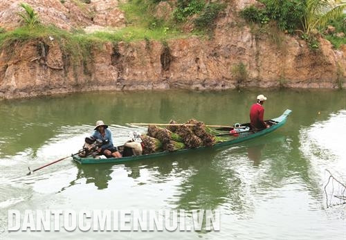 Sau khi khai thác từ những ruộng ngập mặn, cỏ bàng được chở bằng ghe tới các cơ sở sản xuất sản phẩm sinh hoạt và mỹ nghệ từ cỏ bàng ở xã Phú Mỹ. Ảnh: Trần Việt Công đoạn phơi khô cỏ bàng. Ảnh: Trần Việt Các sản phẩm từ cây cỏ bàng thường là chiếu, đệm, giá đựng đồ, túi xách, nón.... Ảnh: Trần Việt Ép cỏ bàng thành sợi mỏng. Ảnh: Trần Việt