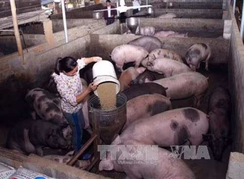 Cho lợn ăn tại một trang trại chăn nuôi lợn ở Bắc Kạn. Ảnh: Vũ Sinh - TTXVN