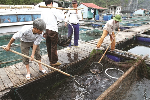 Bộ trưởng Bộ Nông nghiệp và Phát triển nông thôn Cao Đức Phát cũng cho biết, việc tiến hành lấy nước biển vào nuôi trồng thủy sản hiện không có vấn đề gì ( Ảnh minh họa- TTXVN