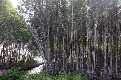 Ảnh minh họa- TTXVN Ảnh minh họa- TTXVN