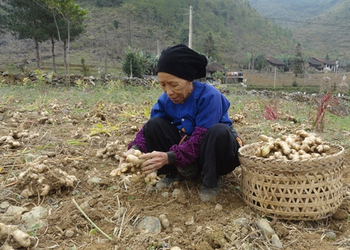 Người dân Hà Quảng thu hoạch gừng. Người dân Hà Quảng thu hoạch gừng.