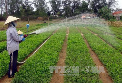 Công nhân chăm sóc vườn ươm trồng các loại cây giống lâm nghiệp. Ảnh: TTXVN Công nhân chăm sóc vườn ươm trồng các loại cây giống lâm nghiệp. Ảnh: TTXVN
