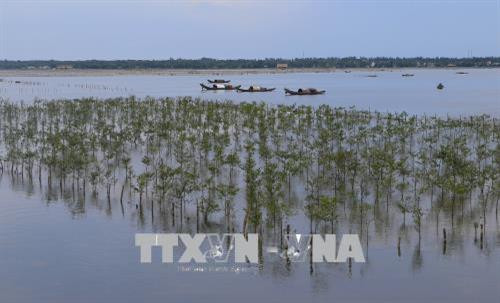 Trồng rừng ngập mặn ven phá Tam Giang thuộc huyện Quảng Điền. Ảnh: Hồ Cầu-TTXVN Trồng rừng ngập mặn ven phá Tam Giang thuộc huyện Quảng Điền. Ảnh: Hồ Cầu-TTXVN