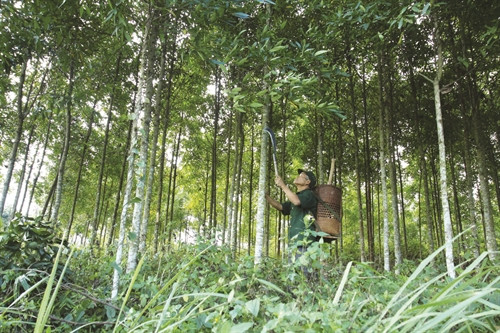 Chăm sóc cây bời lời Già làng Hồ Lua chăm sóc đàn lợn Chăm sóc cây bời lời Già làng Hồ Lua chăm sóc đàn lợn