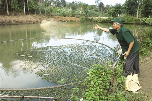 Già làng Hồ Lua là tấm gương nông dân vươn lên làm giàu trên chính mảnh đất quê hương Già làng Hồ Lua là tấm gương nông dân vươn lên làm giàu trên chính mảnh đất quê hương